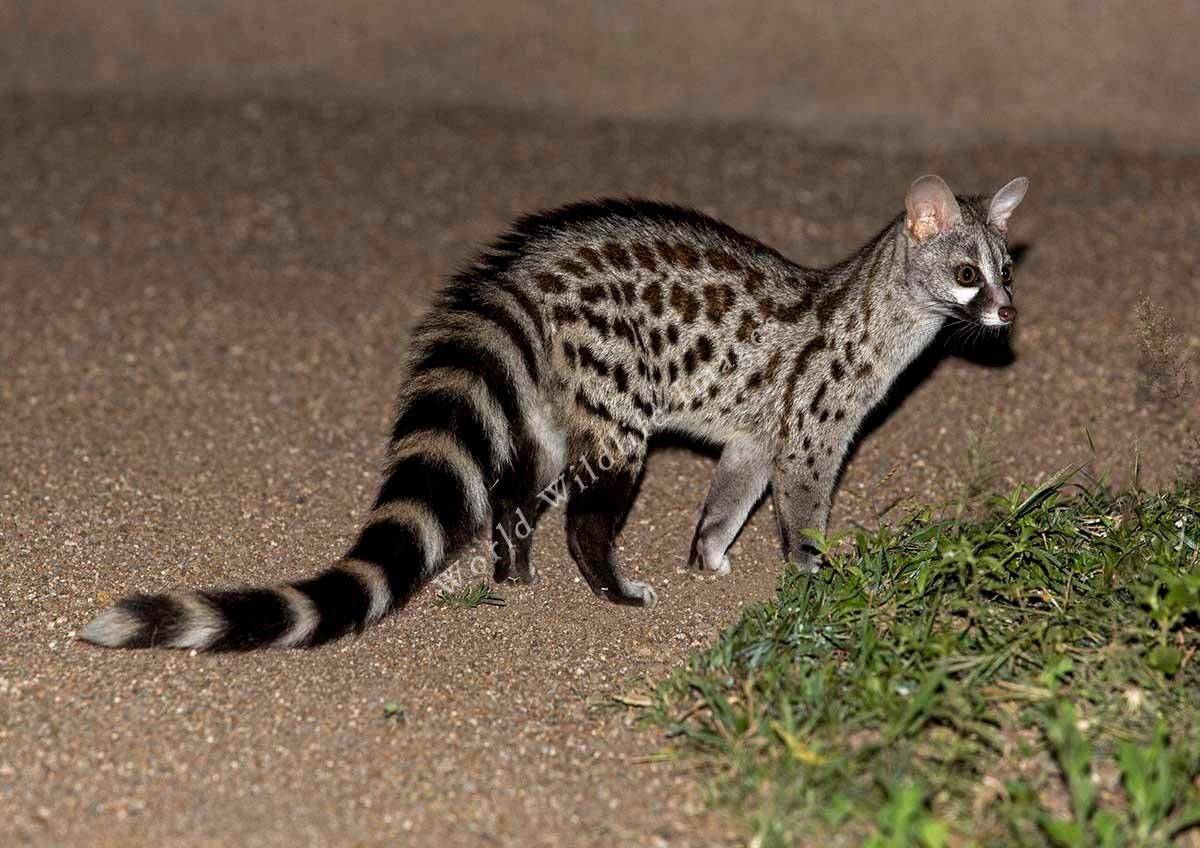 Small-spotted Genet in Tanzania